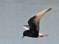 Guifette leucoptère