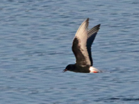 Guifette leucoptère