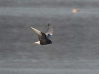 Guifette leucoptère