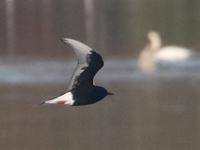 Guifette leucoptère