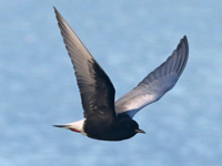 Guifette leucoptère