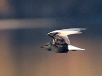 Guifette leucoptère