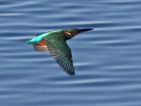 Martin-pĂŞcheur d'Europe