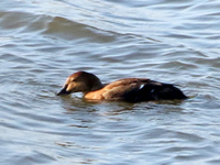 Eider à tête grise
