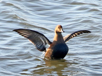 Eider à tête grise