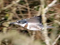 Martin-pêcheur d'Amérique