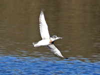 Martin-pêcheur d'Amérique