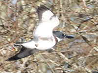 Martin-pêcheur d'Amérique