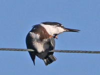 Martin-pêcheur d'Amérique