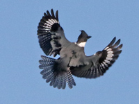 Martin-pêcheur d'Amérique