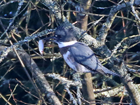 Martin-pêcheur d'Amérique