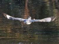 Martin-pêcheur d'Amérique