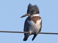 Martin-pêcheur d'Amérique