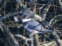 Martin-pêcheur d'Amérique
