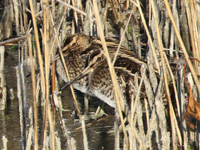 Bécassine des marais