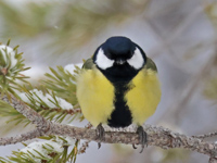 Mésange charbonnière