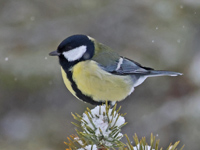 Mésange charbonnière