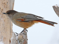 Mésangeai imitateur