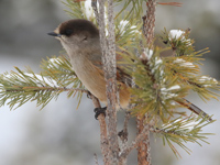 Mésangeai imitateur