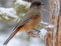 Mésangeai imitateur