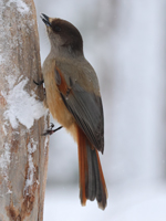 Mésangeai imitateur