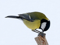 Mésange charbonnière