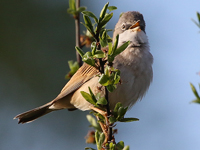 Fauvette grisette