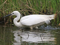 Aigrette garzette