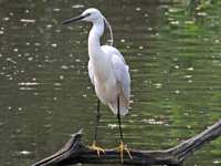 Aigrette garzette