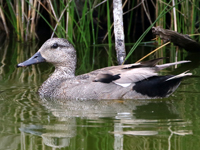 Canard chipeau