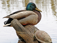 Canard colvert