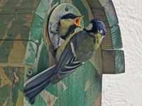 Mésange charbonnière