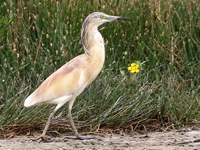 Crabier chevelu