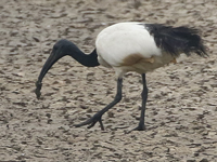 Ibis sacré