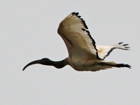 Ibis sacré