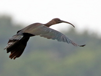 Ibis falcinelle