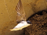 Hirondelle de fenêtre