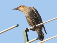 Etourneau unicolore