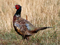 Faisan de Colchide