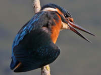 Martin-pêcheur d'Europe