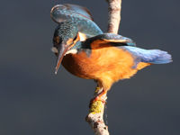 Martin-pêcheur d'Europe