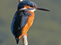 Martin-pêcheur d'Europe