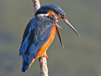 Martin-pêcheur d'Europe