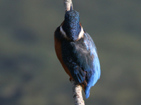Martin-pêcheur d'Europe