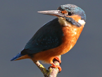 Martin-pêcheur d'Europe