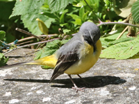 Bergeronnette des ruisseaux