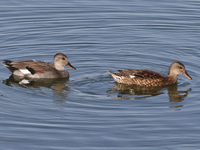 Canard chipeau