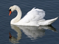 Cygne tuberculé