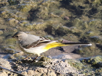 Bergeronnette des ruisseaux