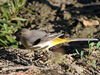 Bergeronnette des ruisseaux